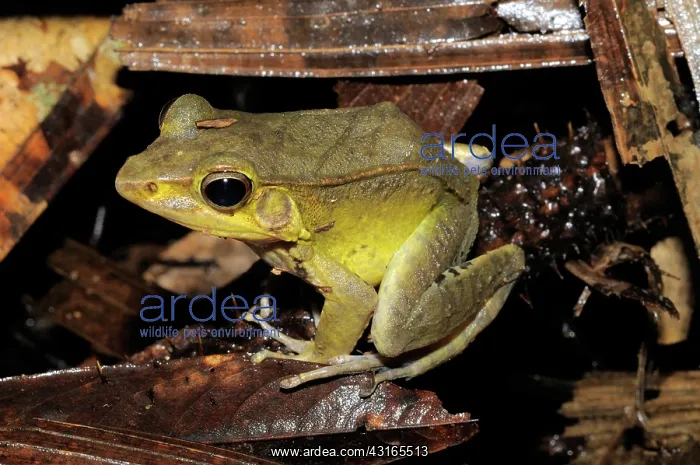 : Diagonal-lined frog : Diagonal-lined frog