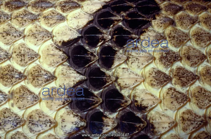 : Diamond-back Rattlesnake : Diamond-back Rattlesnake