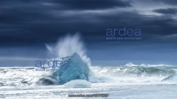 : Diamond Beach, iceberg in the surf : Diamond Beach, iceberg in the surf
