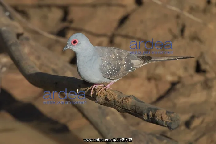 : Diamond Dove : Diamond Dove