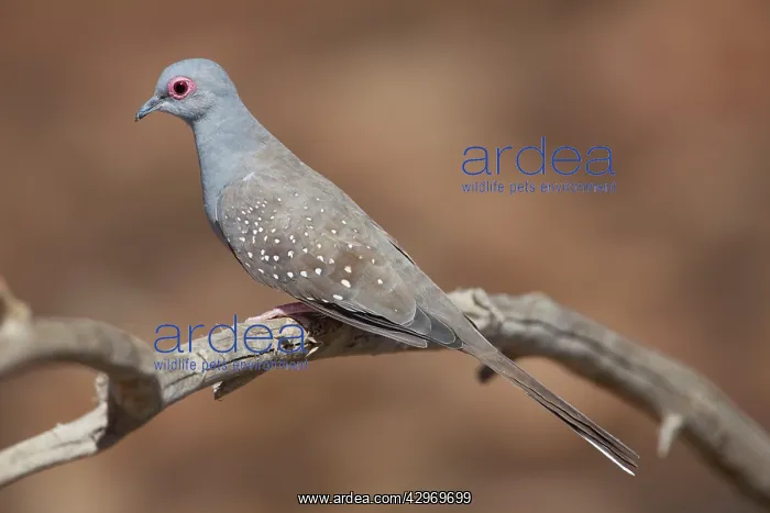 : Diamond Dove : Diamond Dove