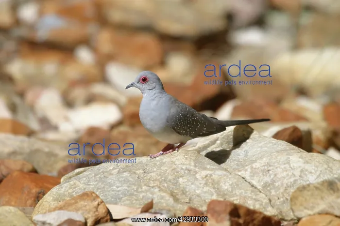 : Diamond Dove - approaching waterhole : Diamond Dove - approaching waterhole