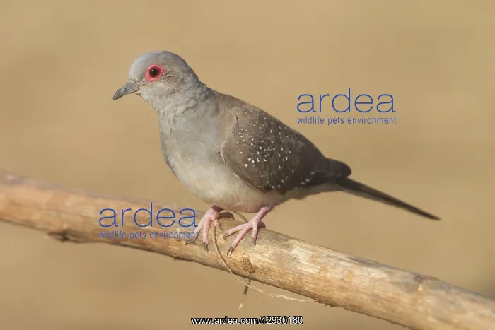 : Diamond Dove - Australia's smallest dove : Diamond Dove - Australia's smallest dove