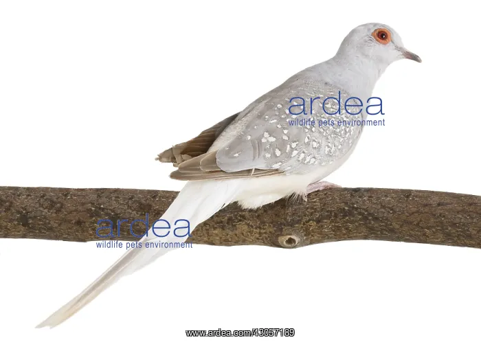 : Diamond Dove on branch : Diamond Dove on branch