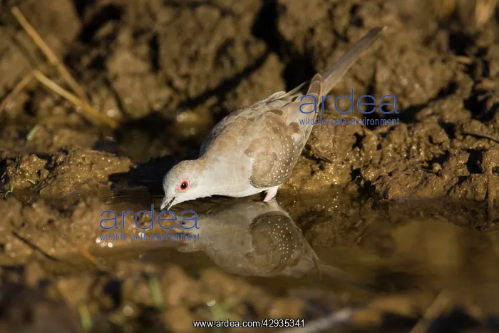 : Diamond Dove drinking : Diamond Dove drinking