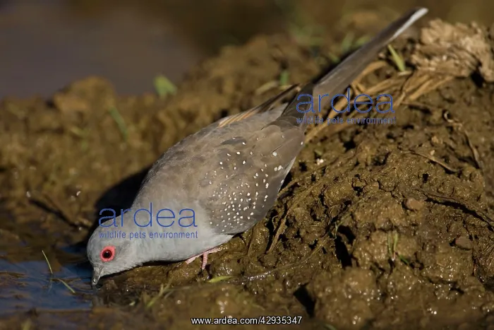 : Diamond Dove - drinking : Diamond Dove - drinking