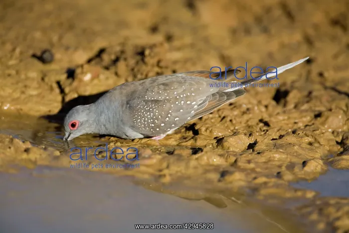 : Diamond Dove - drinking : Diamond Dove - drinking