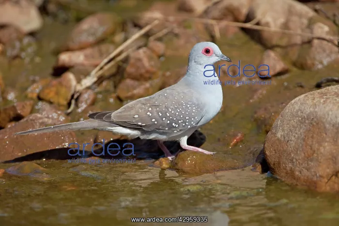 : Diamond Dove - by drinking pool in Donkey Creek : Diamond Dove - by drinking pool in Donkey Creek