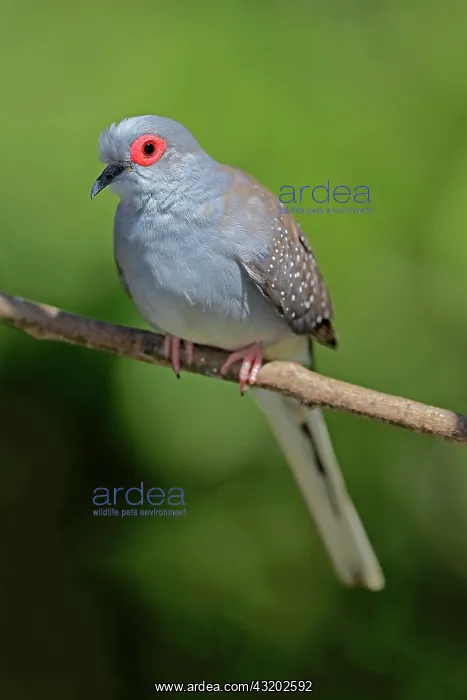 : Diamond dove (Geopelia cuneata), adult on branch : Diamond dove (Geopelia cuneata), adult on branch