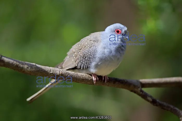 : Diamond dove (Geopelia cuneata), adult, on perch : Diamond dove (Geopelia cuneata), adult, on perch