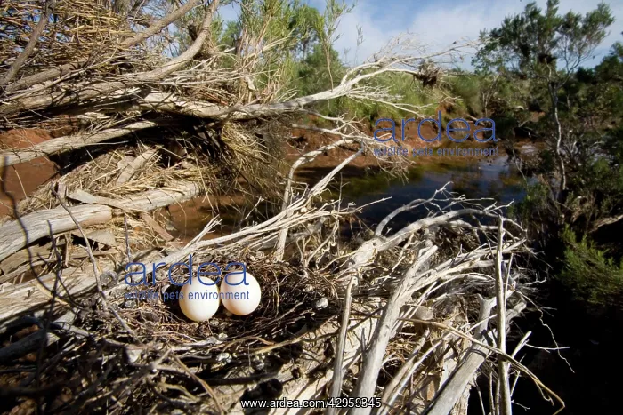 : Diamond Dove - nest showing surrounding habitat : Diamond Dove - nest showing surrounding habitat