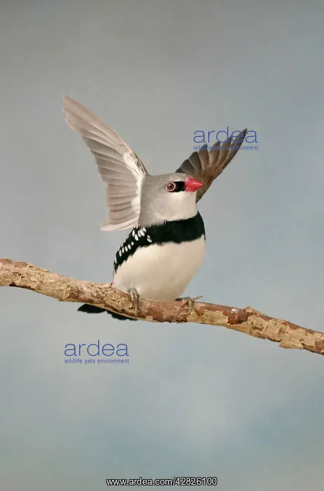: Diamond Firetail - On branch wings open front view : Diamond Firetail - On branch wings open front view