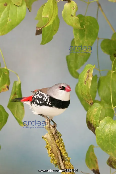 : Diamond Firetail - In creepers side view, captive cage bird : Diamond Firetail - In creepers side view, captive cage bird