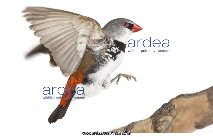 : Diamond Firetail landing on a branch : Diamond Firetail landing on a branch