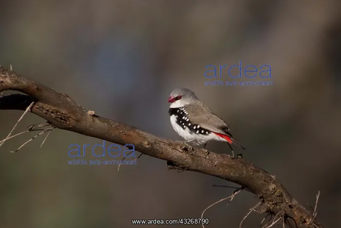  : Diamond Firetail - At Namadgi National Park - Australian
