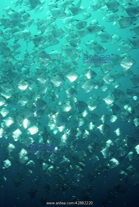 : DIAMOND FISH - SHOAL : DIAMOND FISH - SHOAL
