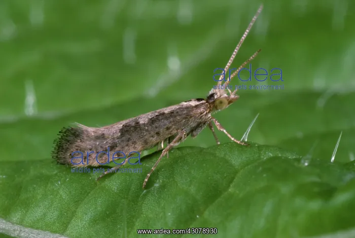 : Diamond back moth : Diamond back moth