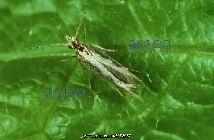 : Diamond back moth : Diamond back moth