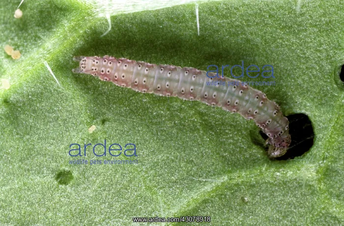  : Diamond back moth caterpillar