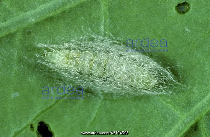  : Diamond back moth cocoon