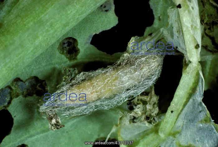 : Diamond back moth cocoon on a cabbag : Diamond back moth cocoon on a cabbag