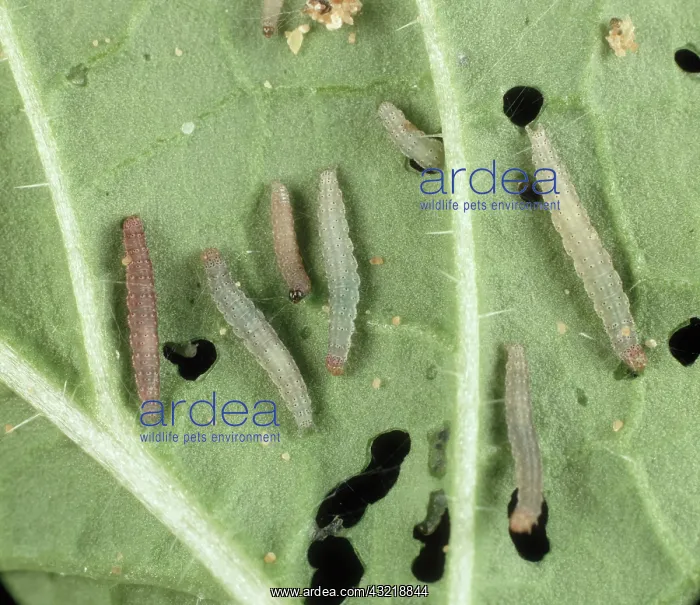 : Diamond back moth larvae : Diamond back moth larvae