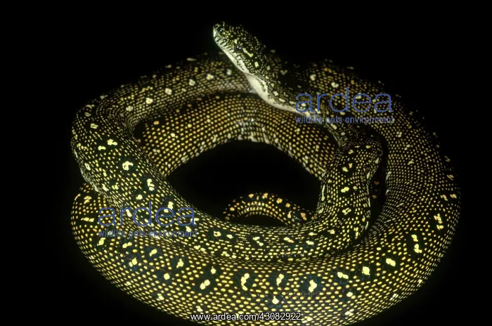 : Diamond Python : Diamond Python