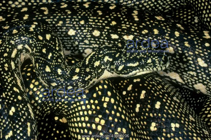 : Diamond Python : Diamond Python