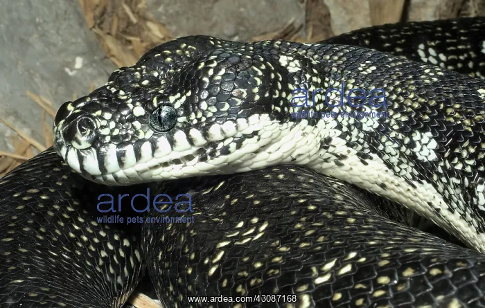 : Diamond Python : Diamond Python