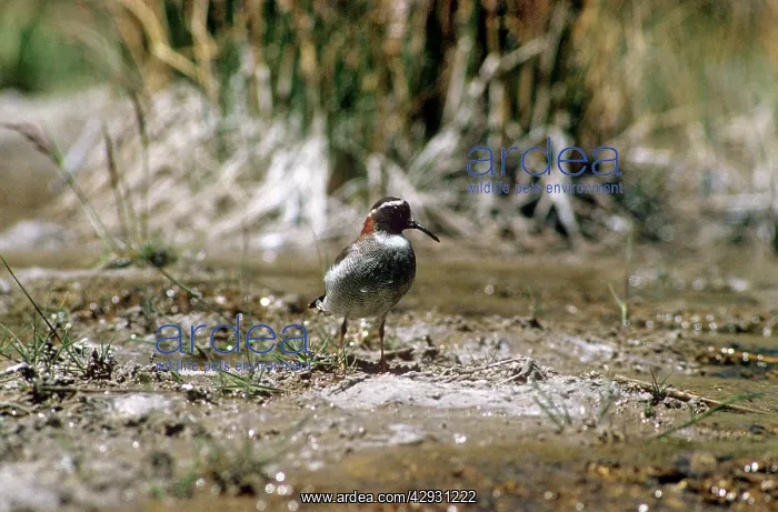 : Diamond Sandpiper Plover : Diamond Sandpiper Plover