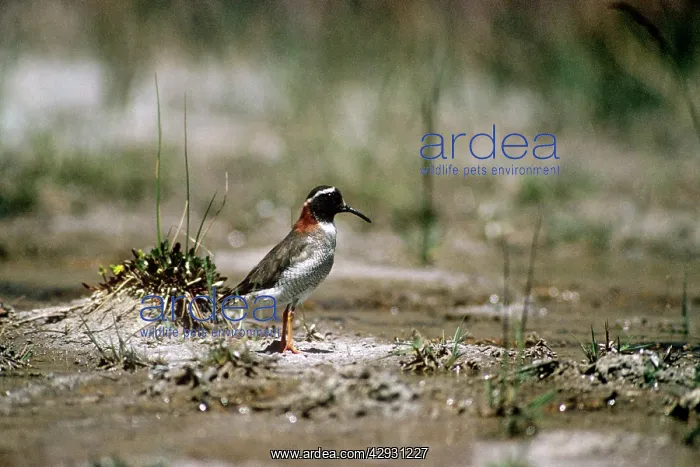 : Diamond Sandpiper Plover : Diamond Sandpiper Plover