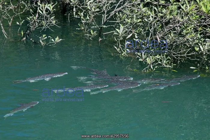 : Diamond-scale Mullet - By mangroves in a tributary : Diamond-scale Mullet - By mangroves in a tributary