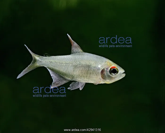  : Diamond Tetra  /  Pittiers tetra - side view, tropical
