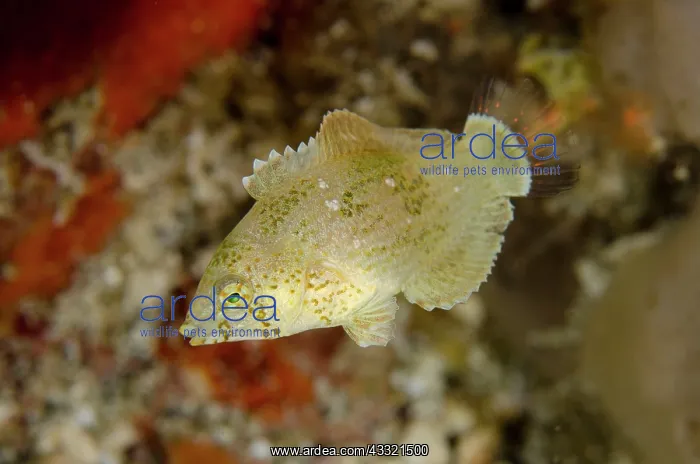 : Diamond Wrasse - juvenile : Diamond Wrasse - juvenile