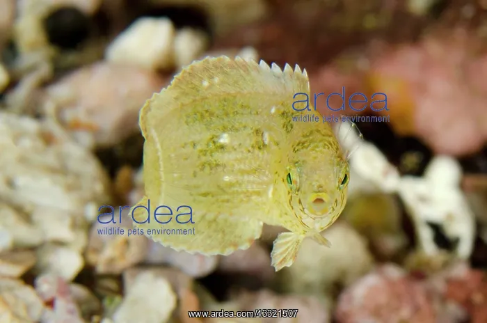 : Diamond Wrasse - juvenile : Diamond Wrasse - juvenile
