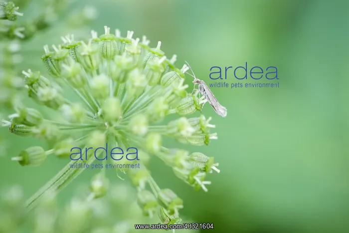 : Diamondback Moth on Angelica seed head, Norfolk UK : Diamondback Moth on Angelica seed head, Norfolk UK
