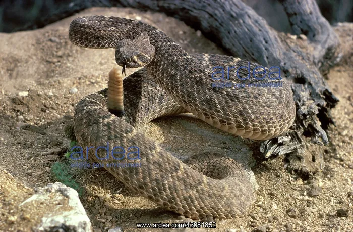 : Diamondback Rattlesnake : Diamondback Rattlesnake