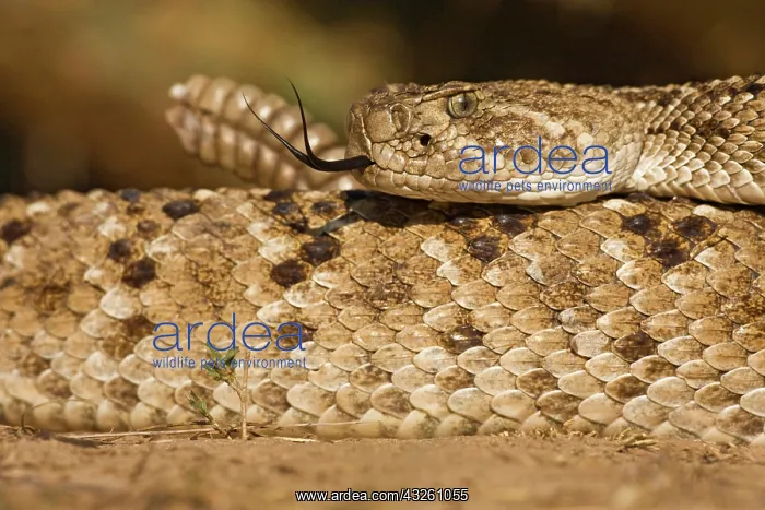: Diamondback Rattlesnake (Crotalus atrox) : Diamondback Rattlesnake (Crotalus atrox)