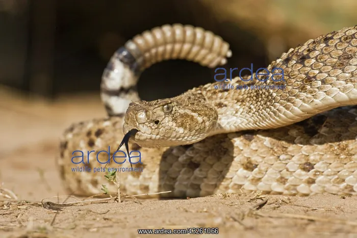 : Diamondback Rattlesnake (Crotalus atrox) : Diamondback Rattlesnake (Crotalus atrox)
