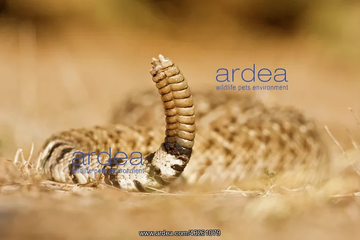  : Diamondback Rattlesnake (Crotalus atrox)