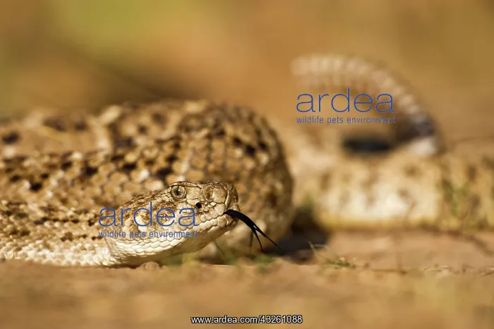 : Diamondback Rattlesnake (Crotalus atrox) : Diamondback Rattlesnake (Crotalus atrox)