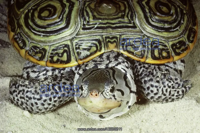 : Diamondback Terrapin : Diamondback Terrapin