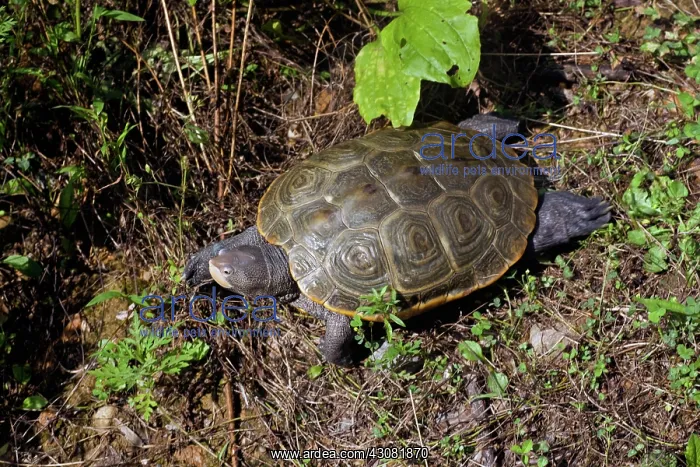 : Diamondback Terrapin : Diamondback Terrapin
