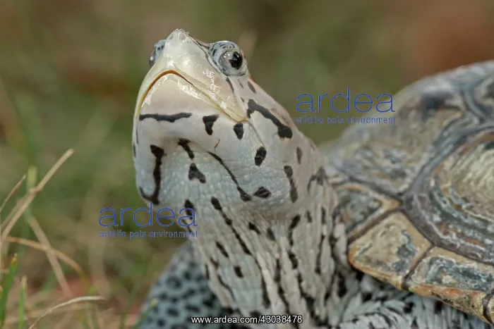 : Diamondback Terrapin (controlled conditions) : Diamondback Terrapin (controlled conditions)