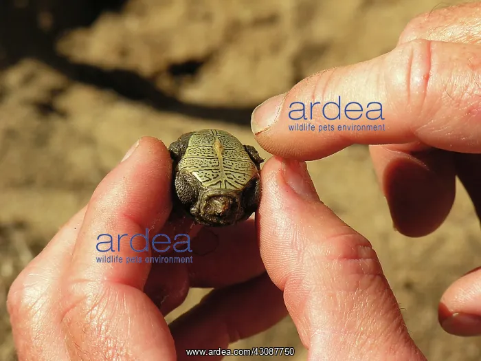 : Diamondback Terrapin Hatchling : Diamondback Terrapin Hatchling