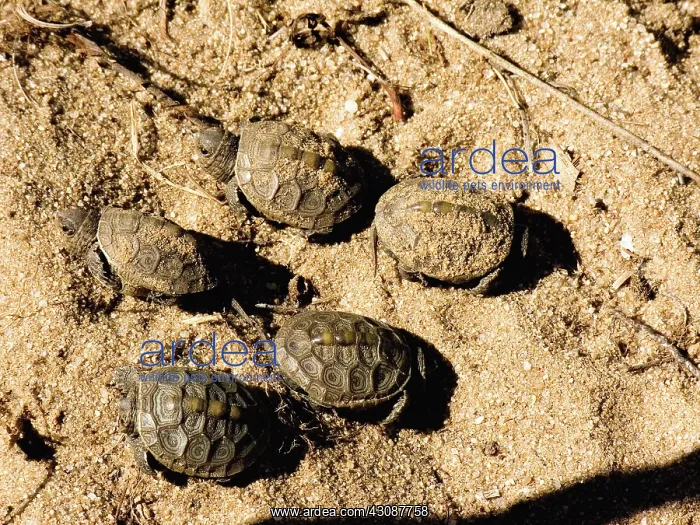 : Diamondback Terrapin Hatchlings : Diamondback Terrapin Hatchlings