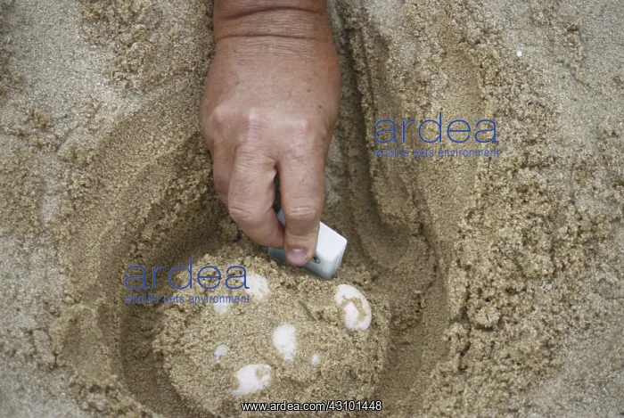 : Diamondback Terrapin Nest : Diamondback Terrapin Nest