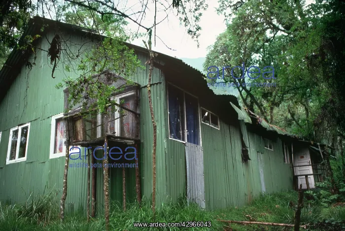  : Dian Fossey's Cabin, Karisoke Mountain Gorilla