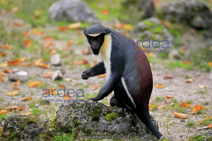 : Diana guenon (Cercopithecus diana), adult, alert : Diana guenon (Cercopithecus diana), adult, alert