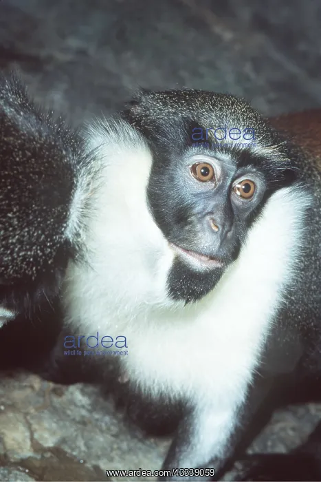 : Diana MONKEY / Diana Guenon - close-up of face : Diana MONKEY / Diana Guenon - close-up of face